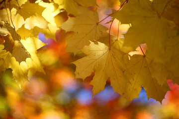 Autumn leaves background