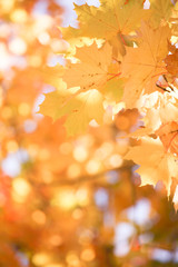 Fototapeta na wymiar Autumn leaves background