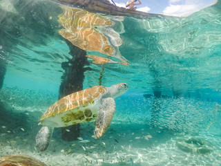 Underwater views around the pier at Westpunt, Curacao with trutles and pelicans