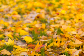 Autumn leaves on ground