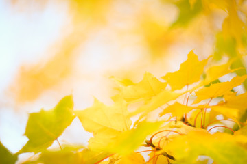 Yellow autumn maple tree background