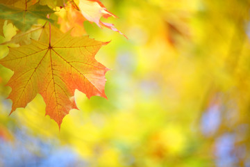 Yellow autumn maple tree background