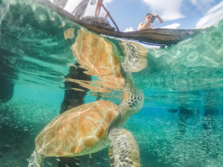 Underwater views around the pier at Westpunt, Curacao with trutles and pelicans