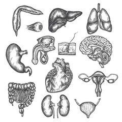 Hand drawn illustration of human organs Internal organ, skin and eye. Vector sketch isolated illustration. Anatomy symbols set. Medical pictures.