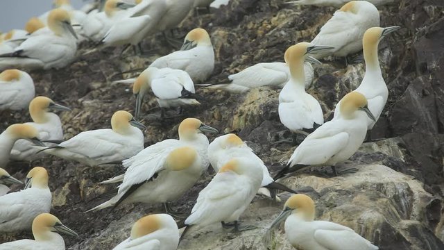 Northern gannets are sitting and sleeping on the rock at rainy day. Bass Rock, Firth of Forth, North Berwick. Scotland. Great Britain