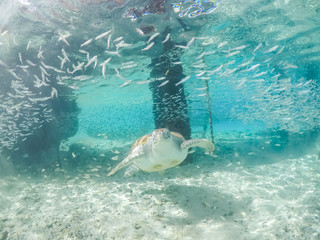Underwater views around the pier at Westpunt, Curacao with trutles and pelicans