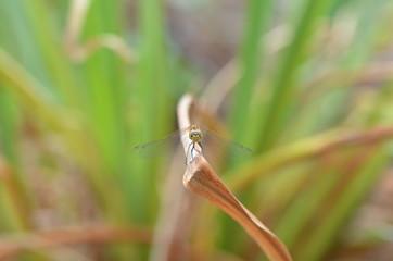 Orthétrum bleuissant (Orthetrum coerulescens)
