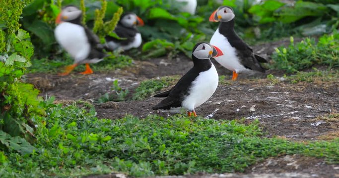 Atlantic puffins. Nesting cliff for Guillemots, Razorbills, and Kittiwake on Farne islands. Seabird Colony / A colony of seabirds cling to the cliff face on Staple Island, in the breeding season