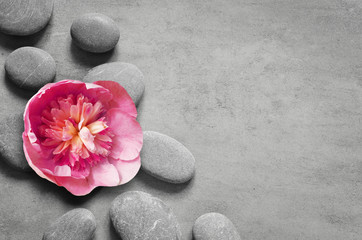 Fototapeta na wymiar Flat lay composition with spa stones, pion pink flower on grey background.
