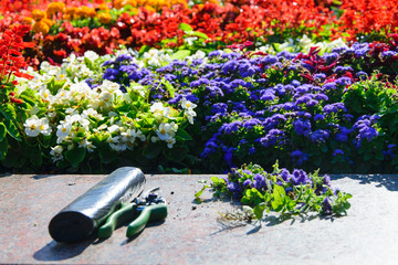 Care and pruning of flowers in the spring flowerbed.