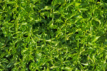 Green leafy texture, background from green plants.