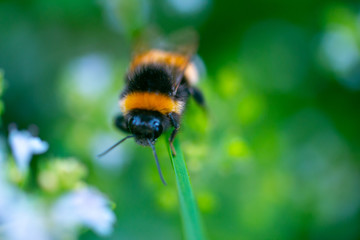 Bee with green background