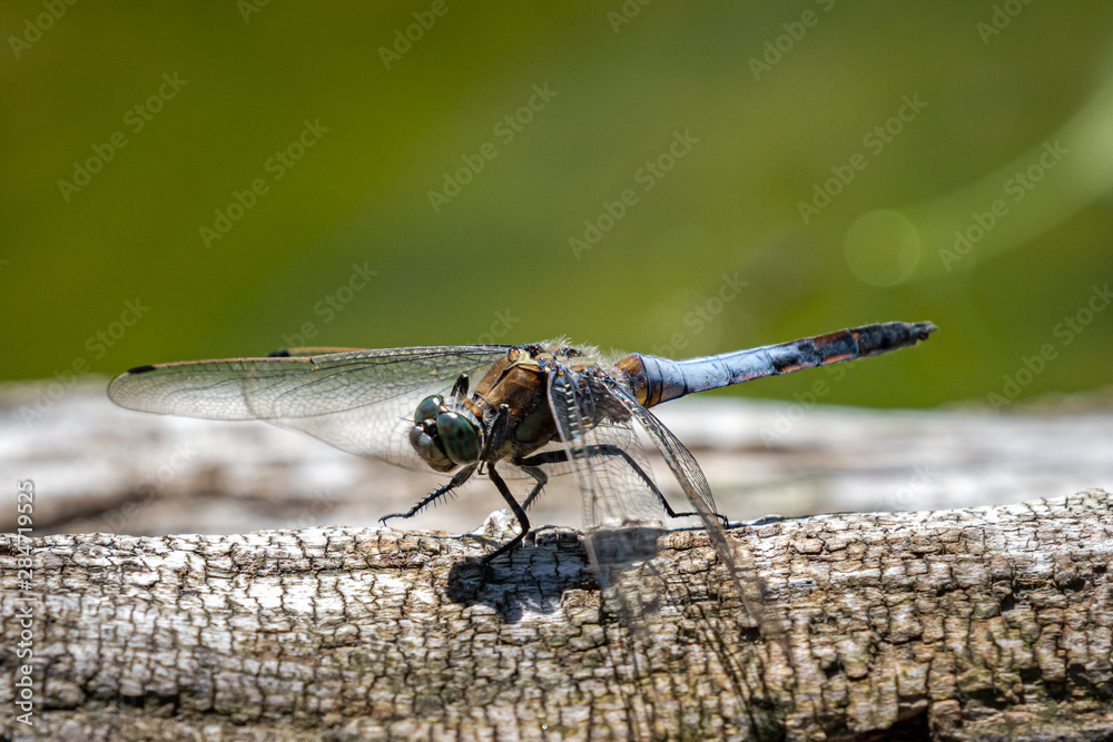 Wall mural dragonfly on leaf