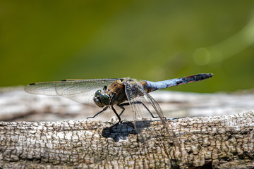 dragonfly on leaf