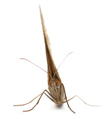 Moth, isolated on white background 
