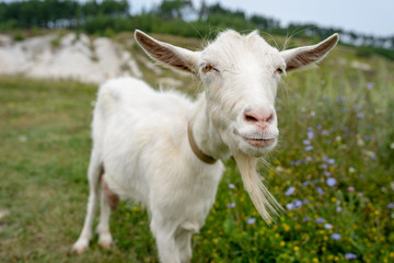 rustic atmosphere. the face of a white goat with a long beard close-up