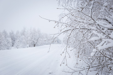 winter background, snow on the branches of a tree in a sunny day