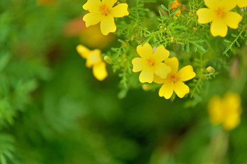 Colorful flowers in the garden © Tomasz Warszewski