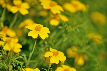 Colorful flowers in the garden © Tomasz Warszewski