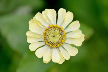 Colorful flowers in the garden © Tomasz Warszewski