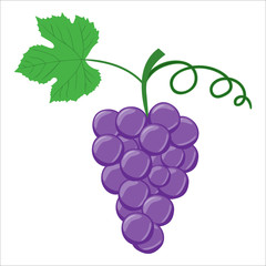 Blue black grape with a leaf on white. Vector illustration. No gradients