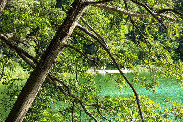 Fototapeta premium Tree bough at the lake