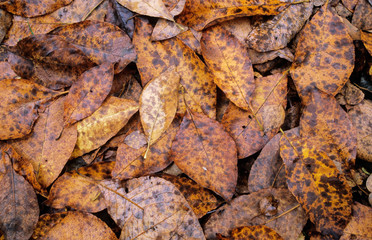 Fallen autumn leaves background