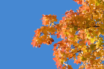 Autumn maple leaves against blue sky