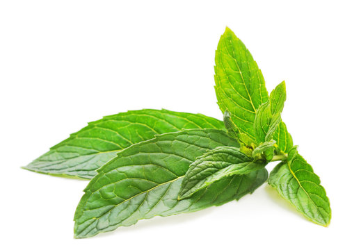 Green leaves of mint.