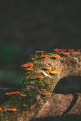 Hongos