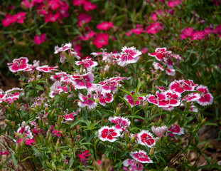 Fototapeta premium Will Rogers Park and Gardens..2