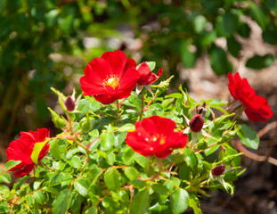 Will Rogers Park and Gardens..2