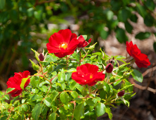 Will Rogers Park and Gardens..2