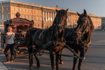 Fototapeta na wymiar two dark horses with a carriage on a beautiful site
