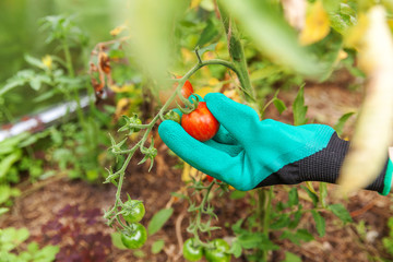 Gardening and agriculture concept. Woman farm worker hand in glove picking fresh ripe organic tomatoes. Greenhouse produce. Vegetable food production. Tomato growing in greenhouse