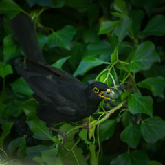 Obraz premium pretty blackbird collects berries in a green hedge