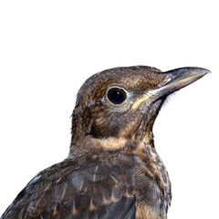 blackbird is looking on white background