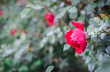 Red roses are in the garden. Floral background. Space for text