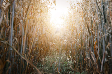 Bright glow of the sun between rows of cereal