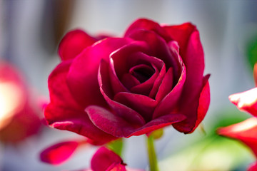 Pink rose