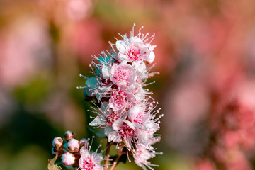 Pink fuzzy flowers