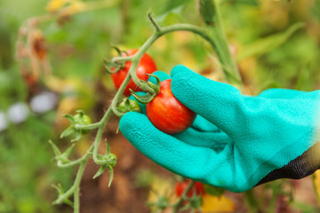 Gardening and agriculture concept. Woman farm worker hand in glove picking fresh ripe organic tomatoes. Greenhouse produce. Vegetable food production. Tomato growing in greenhouse
