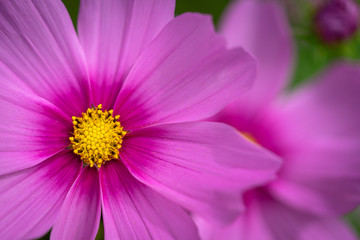 Fototapeta premium une fleur aux pétales roses avec un cœur jaune en gros plan