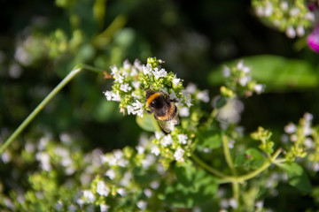 Bee on flower
