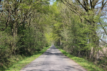 Bicycle path in summer through nature