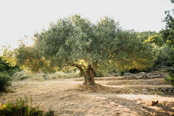 Olive tree