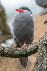 Inca tern (Larosterna inca, Inka-Seeschwalbe, Inkaseeschwalbe)