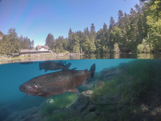 Blausee - switzerland - Forellen