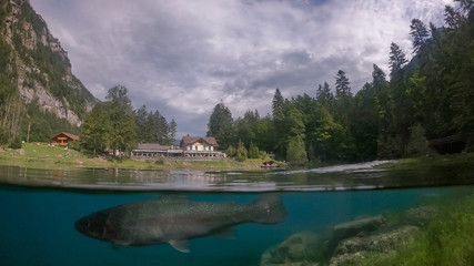 Blausee - switzerland - Forellen
