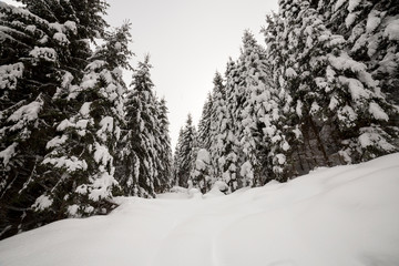 Beautiful winter landscape. Dense mountain forest with tall dark green spruce trees covered with clean deep snow on bright frosty winter day.